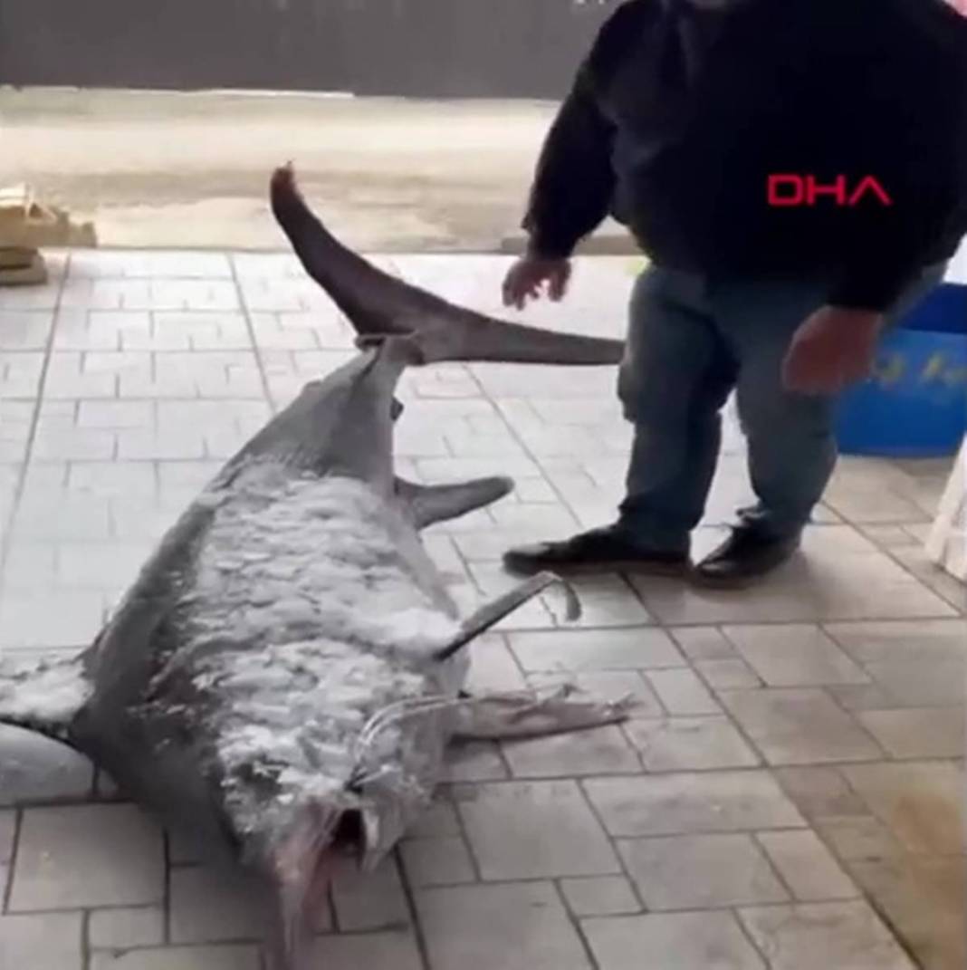 Yakaladıkları 150 kg ağırlığındaki kılıç balığını restorana rekor fiyata sattılar! Görenlerin ağzı açık kaldı 4